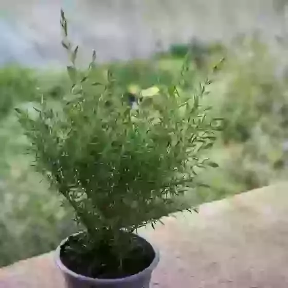 Juniperus communis 'Hibernica' Irish Juniper